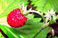 Poziomka Rosaceae