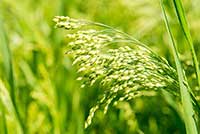 Proso Poaceae