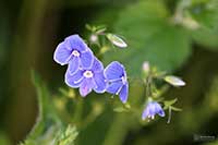 Przetacznik Scrophulariaceae