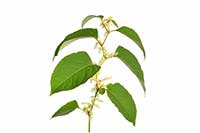 Rdestowiec Polygonaceae