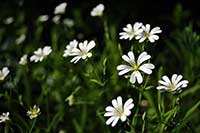 Rogownica Caryophyllaceae