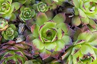 Rojnik Crassulaceae