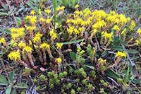 Rozchodnik Crassulaceae