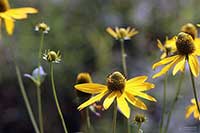 Rudbekia Asteraceae