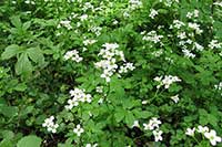 Rukiew Brassicaceae