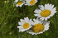 Rumian Asteraceae