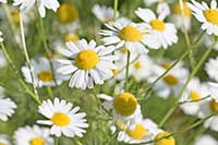 Rumianek Asteraceae