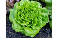 Sałata Asteraceae