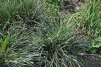 Sesleria Poaceae