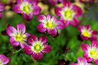 Skalnica Saxifragaceae