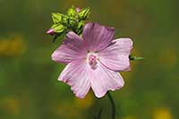 Ślaz Malvaceae