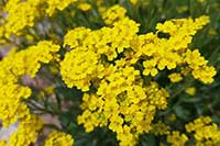 Smagliczka Brassicaceae