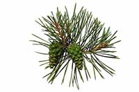 Sosna Pinaceae