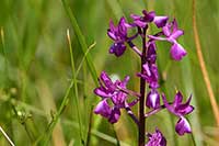 Storczyk Orchidaceae
