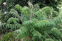Sumak Anacardiaceae