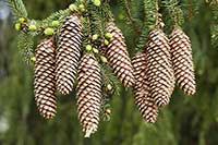 Świerk Pinaceae