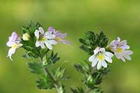 Świetlik Scrophulariaceae