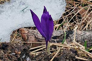 Szafran wiosenny, krokus
