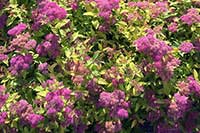 Tawuła Rosaceae