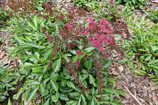 Tawułka Saxifragaceae