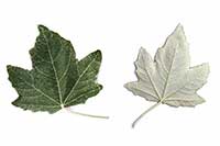 Topola Salicaceae