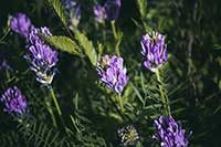 Traganek Fabaceae