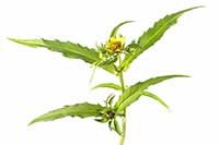 Uczep Asteraceae