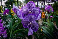 Vanda Orchidaceae