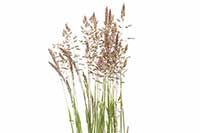 Wiechlina Poaceae