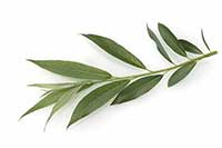 Wierzba Salicaceae