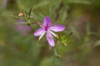 Wierzbownica, wierzb Onagraceae