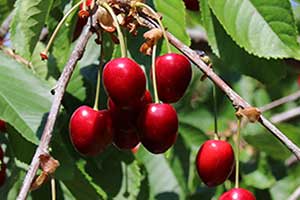 Wiśnia ptasia, czereśnia, trześnia