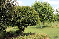 ikona