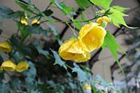 Zaślaz Malvaceae