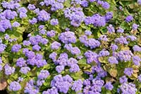 Żeniszek meksykański, ageratum