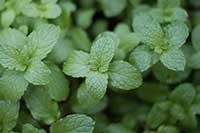 Melisa lekarska (Melissa officinalis) zioła