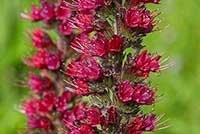 Żmijowiec Boraginaceae