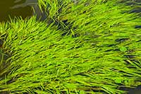 Zostera morska