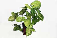 Zroślicha stopowcowa, syngonium