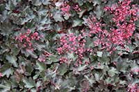 Żurawka Saxifragaceae
