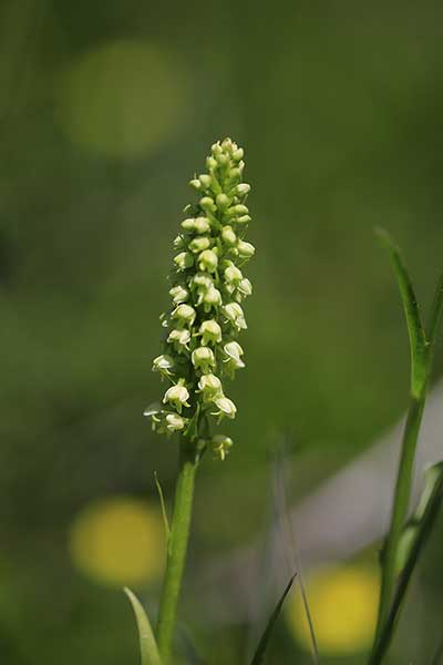 Miodokwiat krzyżowy (Herminium monorchis)