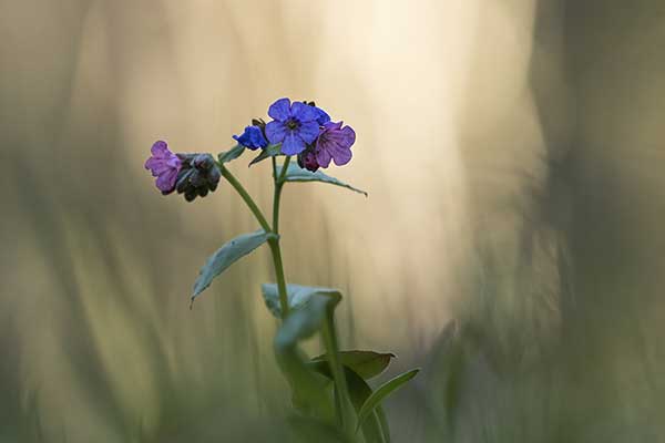 Miodunka ćma (Pulmonaria obscura)