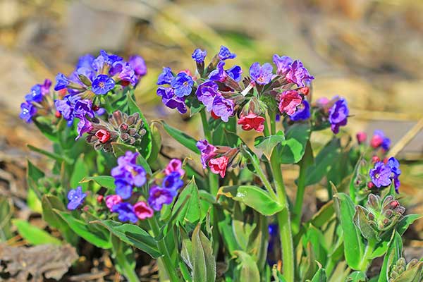 Miodunka miękkowłosa (Pulmonaria mollis)