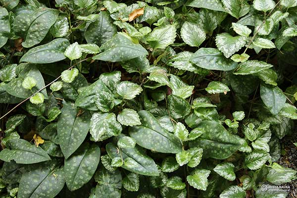 Miodunka plamista, miodunka lekarska (Pulmonaria officinalis)