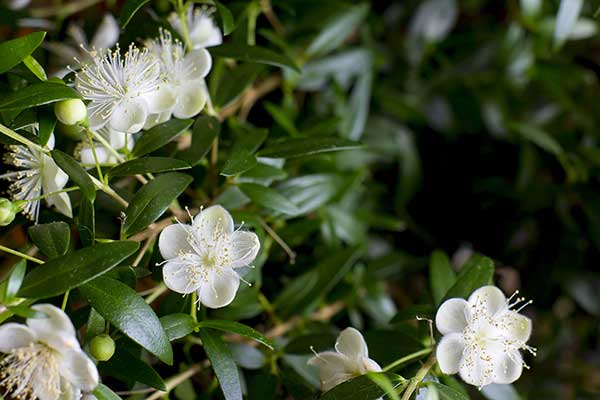 Mirt zwyczajny (Myrtus communis)