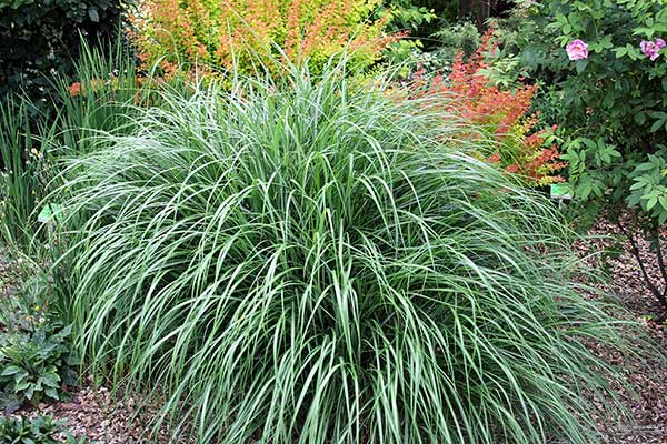 Miskant chiński (Miscanthus sinensis)