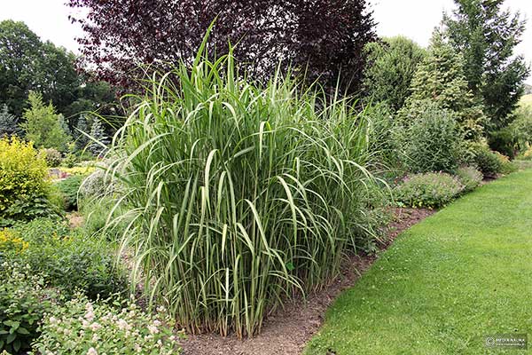 Miskant olbrzymi (Miscanthus ×giganteus)