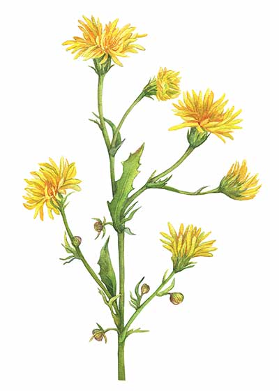 Mlecz polny (Sonchus arvensis)