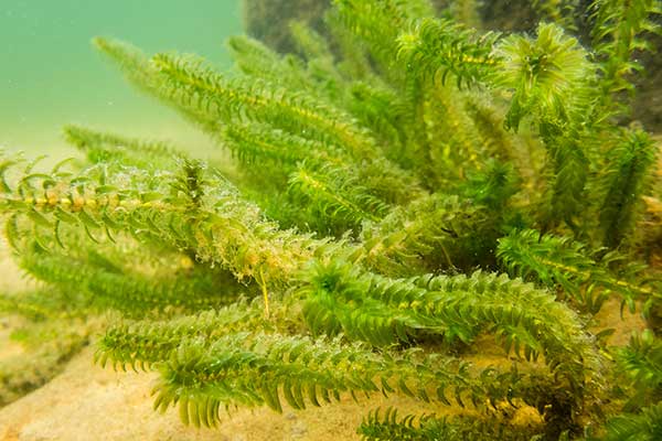 Moczarka kanadyjska (Elodea canadensis)