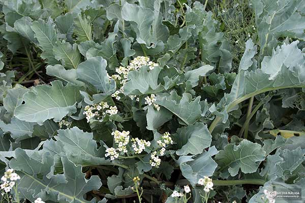 Modrak morski (Crambe maritima)